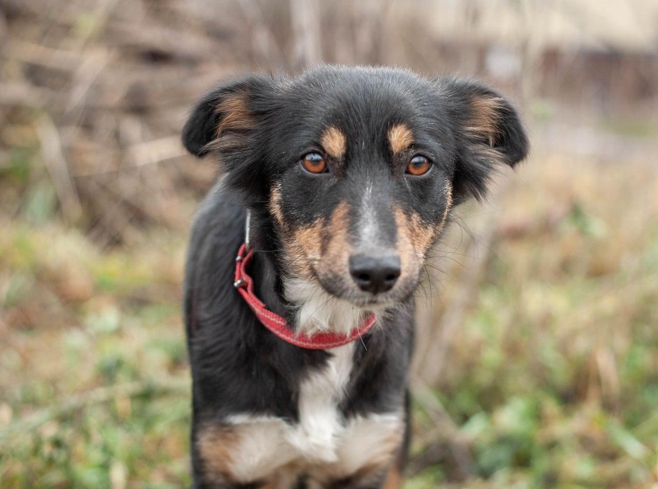 Chiens à adopter